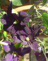 Clematis 'Romantica' - Clematis 'Romantica'