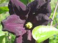 Clematis 'Romantica' - Clematis 'Romantica'