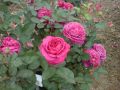 Edelrose 'Old Port' � - Rosa 'Old Port' �