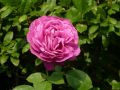 Edelrose 'Old Port' � - Rosa 'Old Port' �