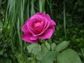 Edelrose 'Old Port' � - Rosa 'Old Port' �