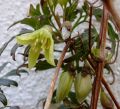 Clematis cirrhosa balearica - Clematis cirrhosa balearica