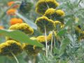Gelbe Schafgarbe 'Parker' / 'Parkers Variet�t' - Achillea filipendulina 'Parker' / 'Parkers Variet�t'
