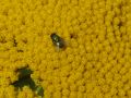 Gelbe Schafgarbe 'Parker' / 'Parkers Variet�t' - Achillea filipendulina 'Parker' / 'Parkers Variet�t'
