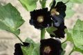 Stockrose schwarz - Alcea rosea 'Nigra'