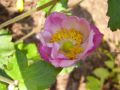 Garten-Herbst-Anemone 'Robustissima' - Anemone tomentosa 'Robustissima'