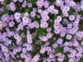 Glattblatt Aster / Herbstaster - Aster novi-belgii 'Dauerblau'