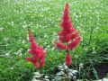 Arends Prachtspiere - Astilbe x arendsii 'Fanal'