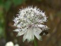 Gro�e Sterndolde - Astrantia major