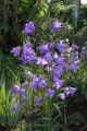Pfirsichbl�ttrige Glockenblume - Campanula persicifolia 'Grandiflora Coerulea'