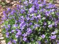 Dalmatiner Polster Glockenblume - Campanula portenschlagiana