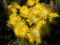 Lesotho Stauden Mittagsblume - Delosperma nubigenum
