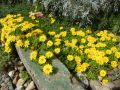 Lesotho Stauden Mittagsblume - Delosperma nubigenum