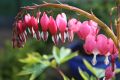 Tr�nendes Herz - Lamprocapnos spectabilis fr�her Dicentra