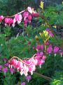 Tr�nendes Herz - Lamprocapnos spectabilis fr�her Dicentra