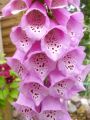 Heimischer Fingerhut - Digitalis purpurea