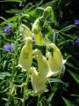 Wei�bl�hender Fingerhut - Digitalis purpurea 'Alba'