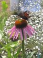 Purpurroter Scheinsonnenhut - Echinacea purpurea