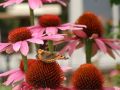 Purpurroter Scheinsonnenhut - Echinacea purpurea