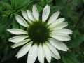 Wei�bl�hender Sonnenhut - Echinacea purpurea 'Alba'
