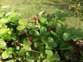 Wald-Erdbeere - Fragaria vesca var.vesca