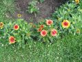 Gro�blumige Garten Kokardenblume - Gaillardia x grandiflora 'Kobold'