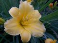 Garten Taglilie - Hemerocallis x hybrida 'Stella de Oro'