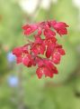 Garten Purpurgl�ckchen - Heuchera sanguinea 'Leuchtk�fer'