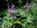 Blaue Glocken Funkie - Hosta ventricosa