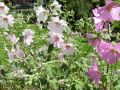 Garten Busch Malve - Lavatera olbia 'Barnsley'