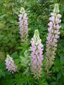 Gartenlupine Schlossfrau - Lupinus polyphyllus 'Schlossfrau'