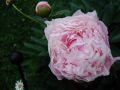 Chinesische Edel Pfingstrose - Paeonia lactiflora 'Sarah Bernhardt'