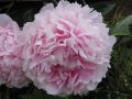 Chinesische Edel Pfingstrose - Paeonia lactiflora 'Sarah Bernhardt'