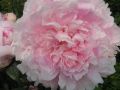 Chinesische Edel Pfingstrose - Paeonia lactiflora 'Sarah Bernhardt'