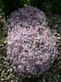 Polster Flammenblume / Polsterphlox - Phlox subulata 'Candy Stripes'
