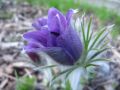 K�chenschelle - Pulsatilla vulgaris