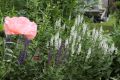 Garten Bl�ten Salbei - Salvia nemorosa 'Adrian'