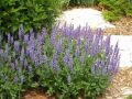 Garten Salbei - Salvia nemorosa 'Ostfriesland'