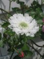 Garten Skabiose - Scabiosa caucasica 'Perfecta Alba'