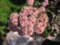 Hohes Herbst Fettblatt / Fetthenne - Sedum telephium 'Herbstfreude'