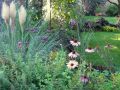 Argentinisches Eisenkraut - Verbena bonariensis