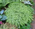 Frauenhaarfarn - Adiantum pedatum