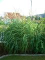 Garten Chinaschilf - Miscanthus sinensis 'Kleine Font�ne'