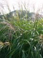 Garten Chinaschilf - Miscanthus sinensis 'Kleine Font�ne'