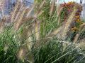 Lampenputzergras 'Hameln' - Pennisetum alopecuroides 'Hameln'