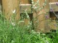 Wei�er Lavendel - Lavandula angustifolia 'Alba'