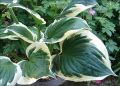 Goldrand Garten Funkie - Hosta fortunei 'Patriot'