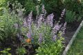 Garten Katzenminze - Nepeta x faassenii 'Walker's Low'