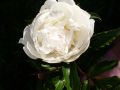 Garten Pfingstrose - Paeonia lactiflora 'wei� gef�llt'