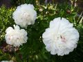 Garten Pfingstrose - Paeonia lactiflora 'wei� gef�llt'